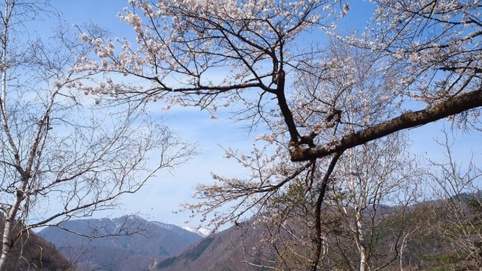荘川桜