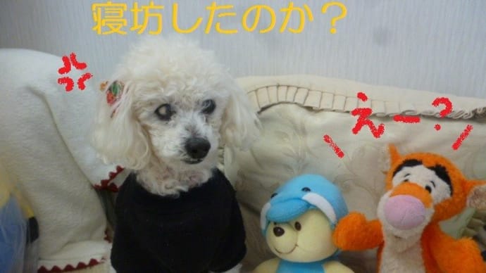 朝は白い線を超えない老犬ラスさん…もちろん病院行きました… ε=( ̄。 ̄;)フゥ
