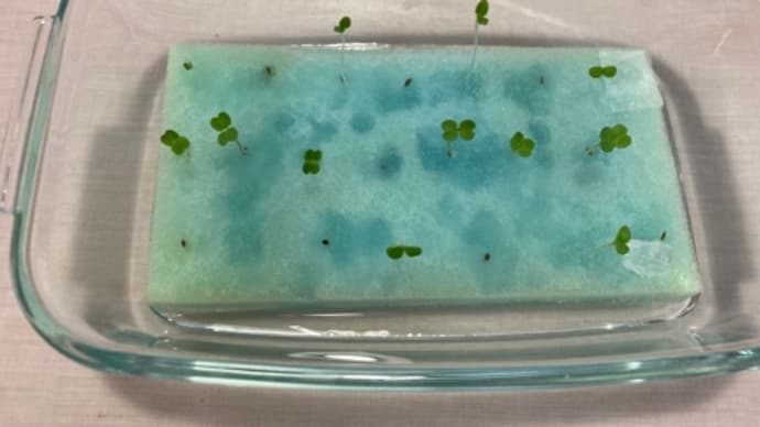 台所スポンジに野菜の種を撒く