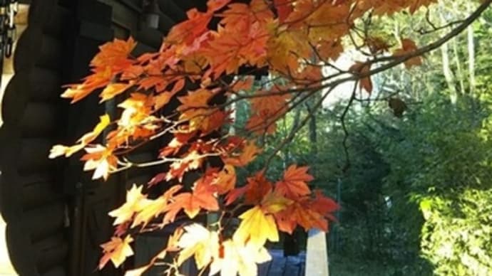 今年の色付きは、、
