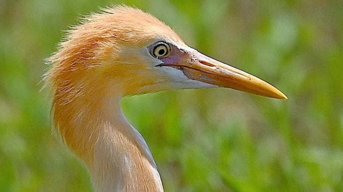 アマサギ