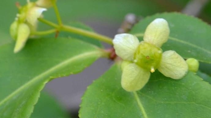鉢植え「ニシキギコンパクタ」の花・実・紅葉