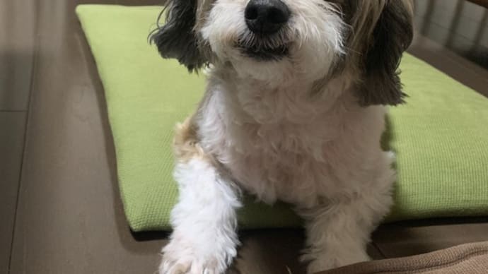 本格始動。