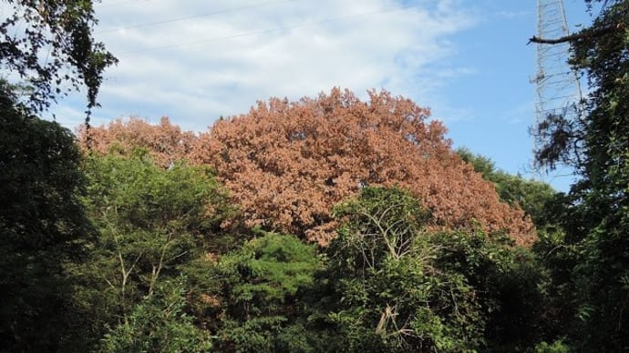 樹木の枯れ葉？枯れ木？