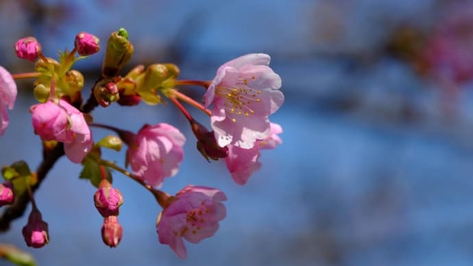 花博記念公園のカワヅザクラは咲き始めでした