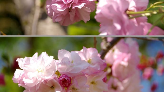 八重咲き牡丹咲き桜