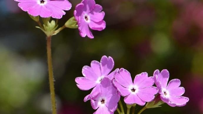 鉢植えの日本桜草「橋弁慶」