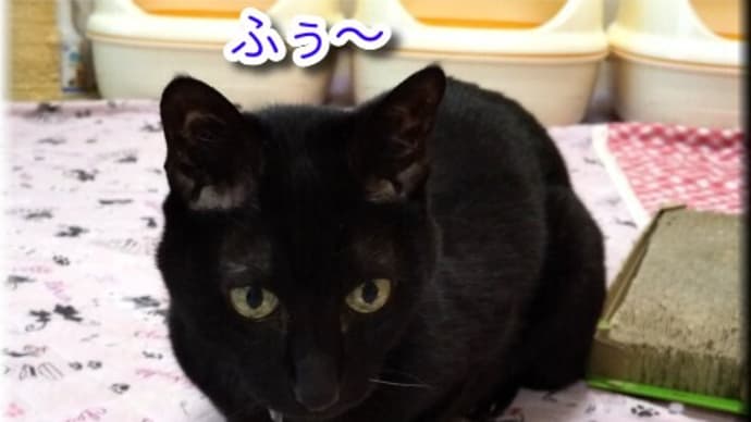 保定レベル1「手」