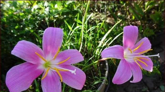 ゼフィランサス咲く★アキランサスを植えます