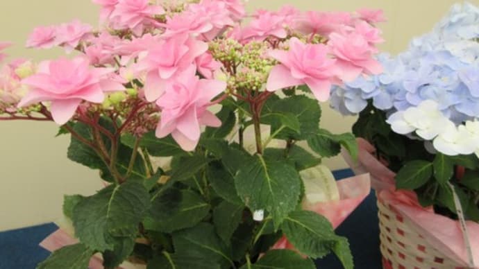 金の生る木を植え替えることに・・・