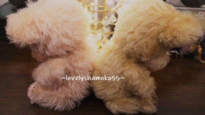 クリスマス気分☆💖★💛…オシャシンアリガトウ~♪