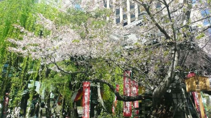 京都桜めぐり2018!