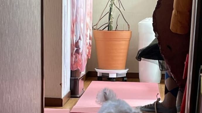 あの~いくつ寝るとお正月?