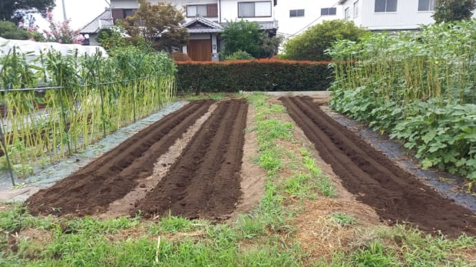 堆肥入れて耕運