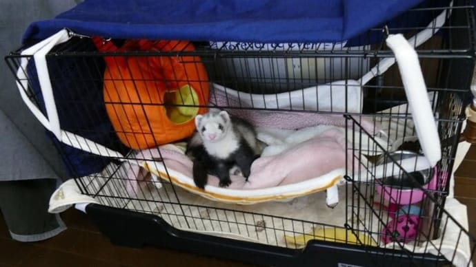 2ニョロのお家
