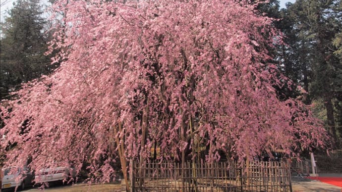宗吾霊堂近郊、公津公民館の桜祭