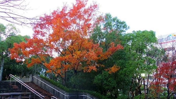 「多摩中央公園」の芝生広場と大池の紅葉と水鳥!!