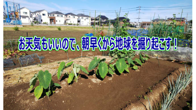 お天気もいいので、朝早くから地球を掘り起こす!