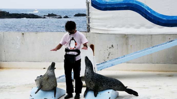 おたる水族館 アザラシショー