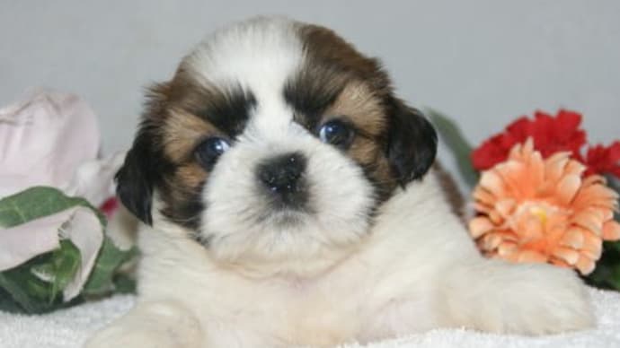ハッシュタグ シーズー 犬 Goo Blog Gooブログ ハッシュタグ シーズー 犬 Goo Blog Gooブログ