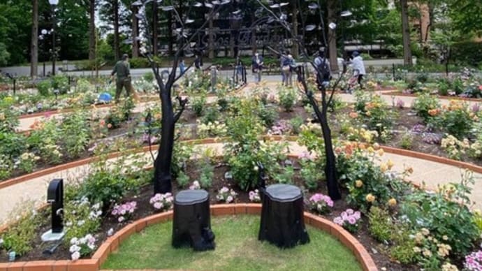 薔薇が満開です　都立光が丘公園　色彩のローズガーデン　東京
