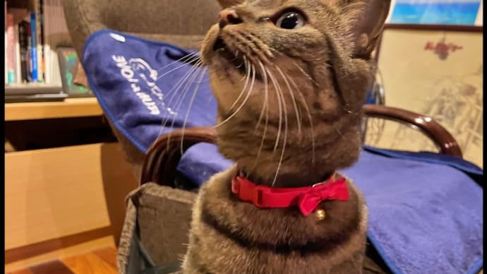 我が家の愛猫 茶々