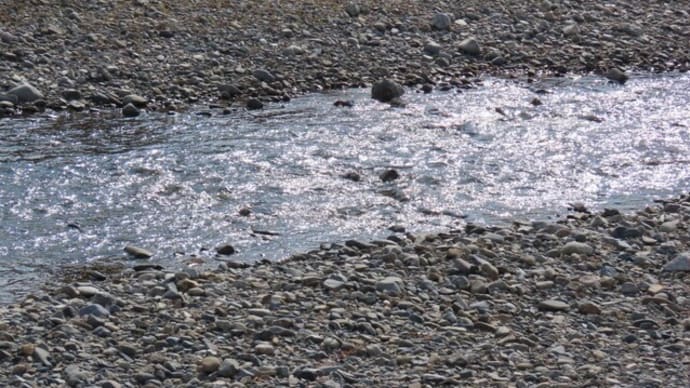 田川の水面