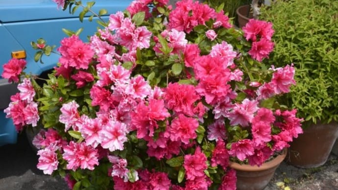 ５月の庭　主役は大株アザレアと色とりどりのバラの花