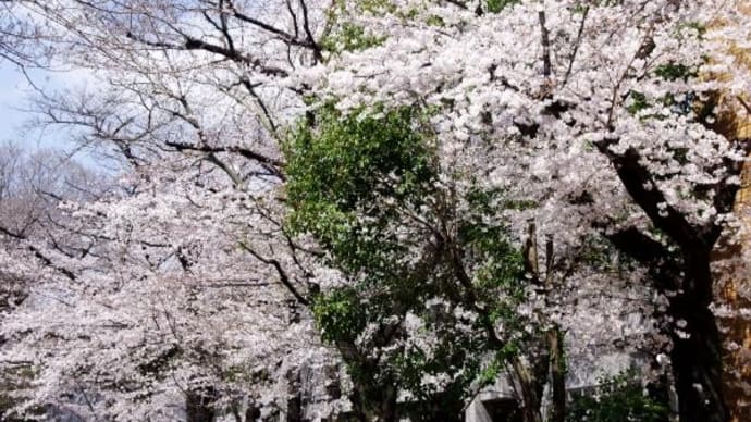 2023年 3月22日(水)の「上野公園」と「谷中」(4)