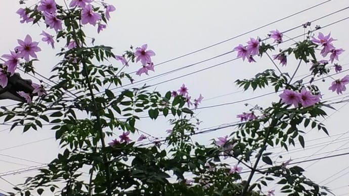 皇帝ダリアの季節 with 気管支上気道炎
