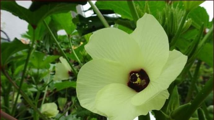 美しい野菜の花★移植デー