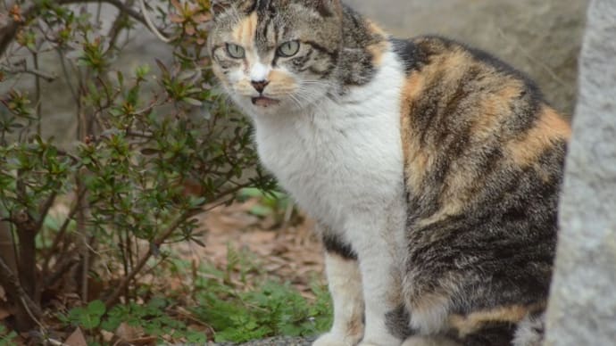 mixねこさん・・・