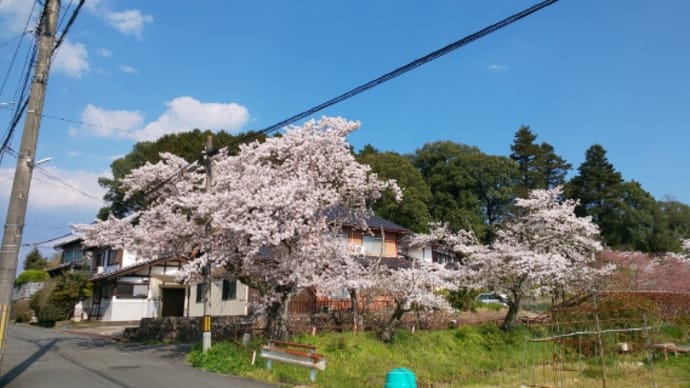 桜⑤