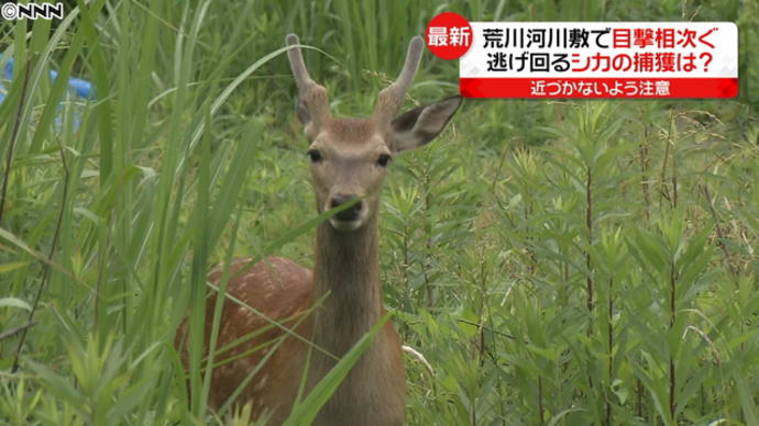 鹿騒ぎ