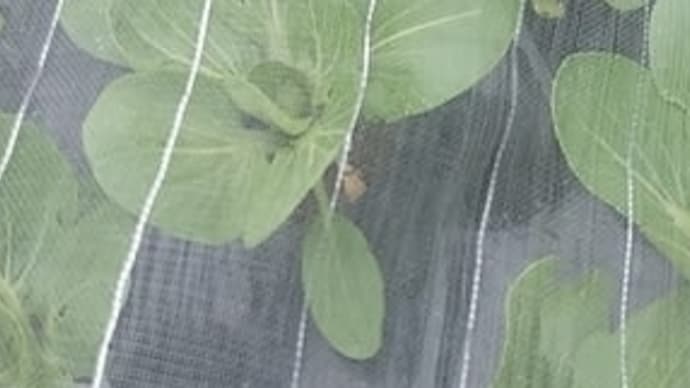 家庭菜園の早く育っている野菜達