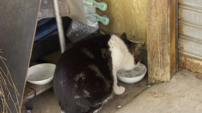 ショーちゃん*チューちゃん
