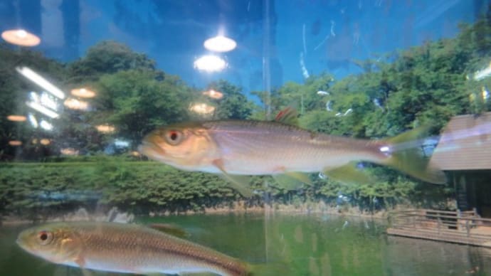カワムツ