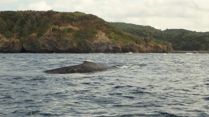 自分はなんてちっぽけな存在なのだろう!~アウトリガーカヌーとザトウクジラの交錯