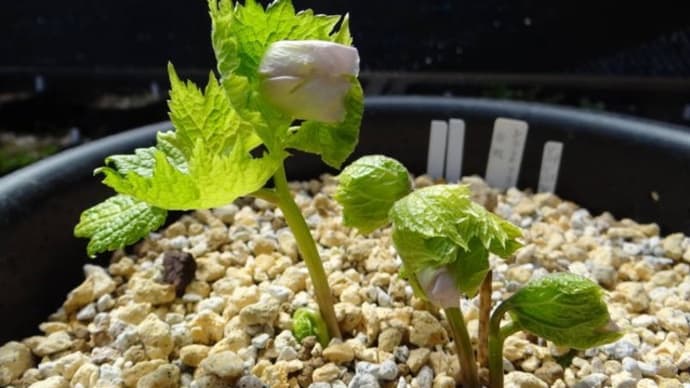 シラネアオイ　白根葵　斑入り　花が上がってきました♪逆光で斑が見えにくい