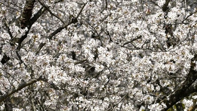 満開の桜