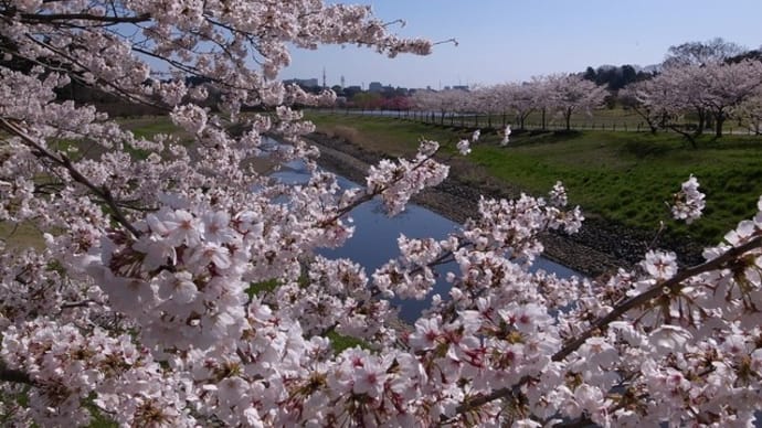 水戸の桜川公園へ
