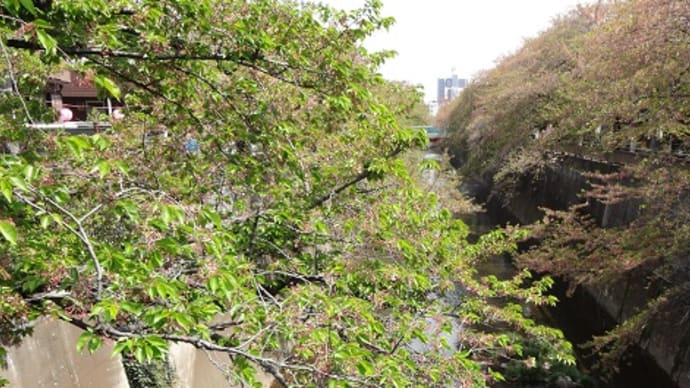 4月15日 まだまだ桜便りその1
