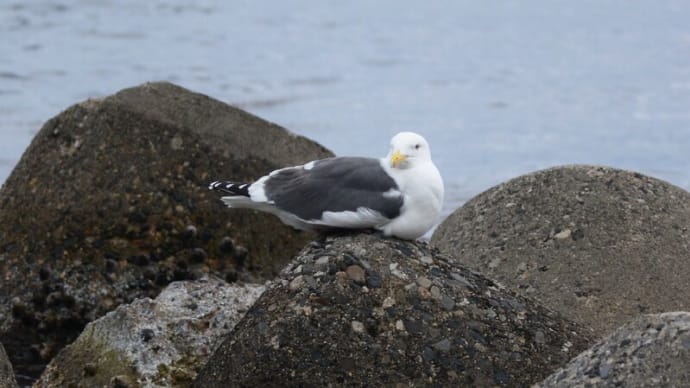 粟島の野鳥たち オオセグロカモメ