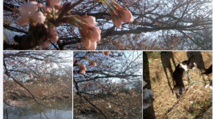三寒四温を絵に描いたように季節の移ろいが、春を待ち遠しく感じさせますね