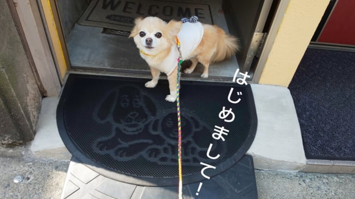 三七十庵でうどんを食べました