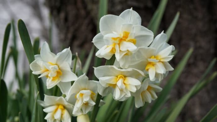 冬~春の花:八重咲き日本水仙