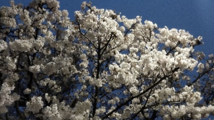 ◇◇◇ 満開の桜