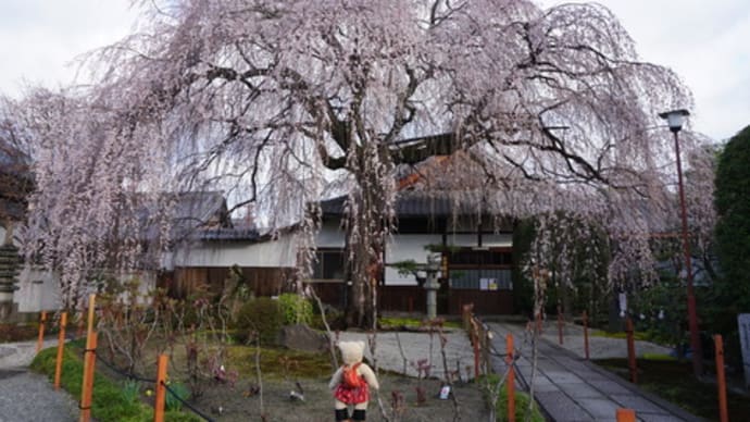 ミモロの桜リポート。寺町通「本満寺」のしだれ桜。高野川沿いのユキヤナギ。