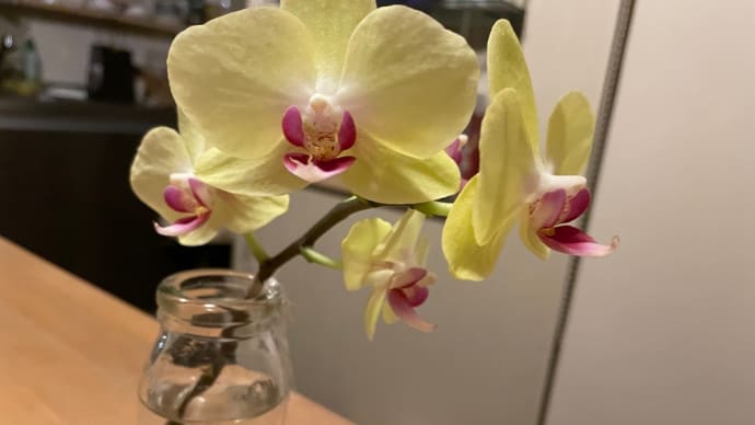 奮発して買ったこのお花🌸