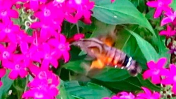 スズメガ科 ホシホウジャク